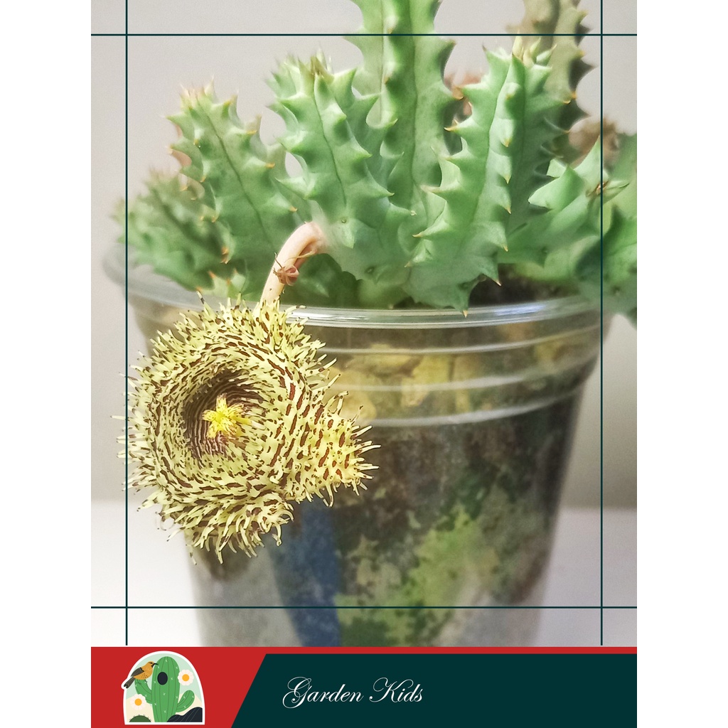 Xương rồng sao biển hoa màu nâu