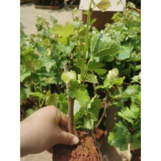 Combo  5 cây vú sữa. + 2 cây nho