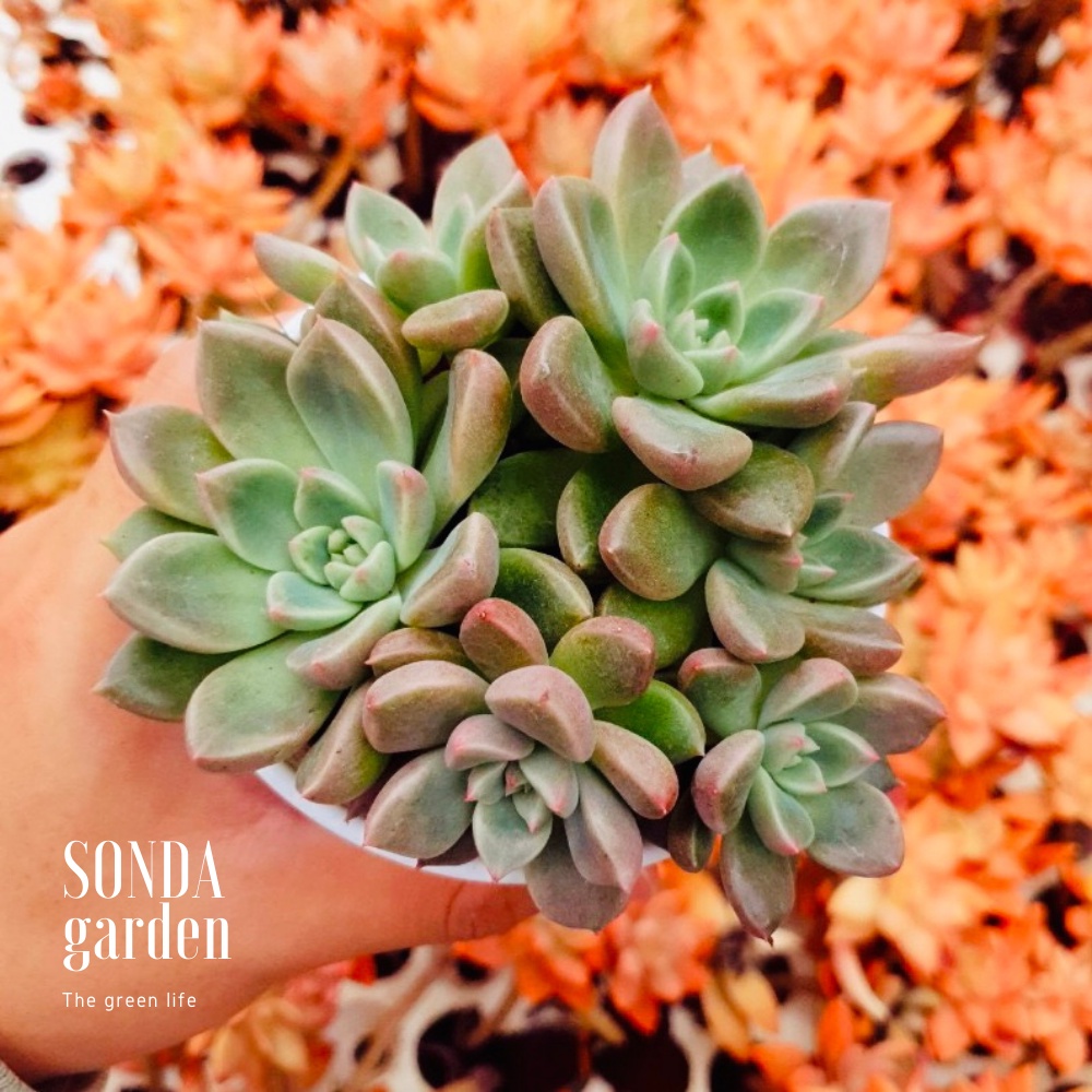Sen đá aerolite SONDA GARDEN size trung bình 10cm, cây cảnh trang trí nhà cửa, lỗi 1 đổi 1