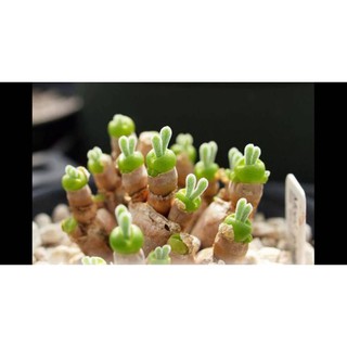 Hạt Giống Cây Tai Thỏ - 20 hạt