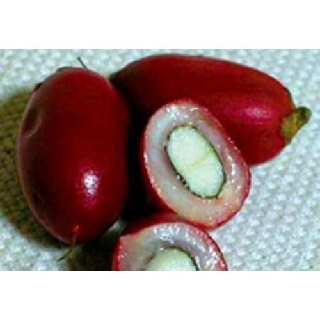 Cây thần kì - Cây ăn quả độc đáo mang lại sự thích thú khi sử dụng
