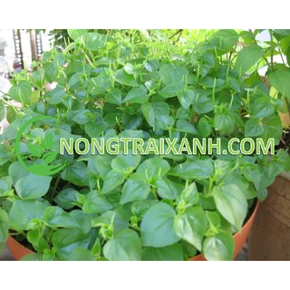 0.5gr - hạt giống rau càng cua