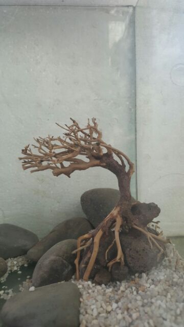 Lũa Bonsai cấy rêu ôm đá. drc