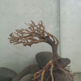 Lũa Bonsai cấy rêu ôm đá.( 13,7,15 cm) drc