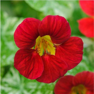 HẠT GIỐNG HOA SEN CẠN MIX ( TROPAEOLUM MAJUS ) [shop uy tín]