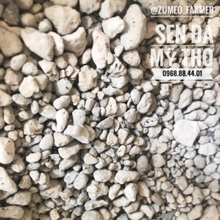 1kg Đá pumice, đá bọt, giá thể trồng sen đá- ZUMEO cây ưa nắng