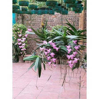 Hoa lan quế tím đẹp rất thơm 1 cây