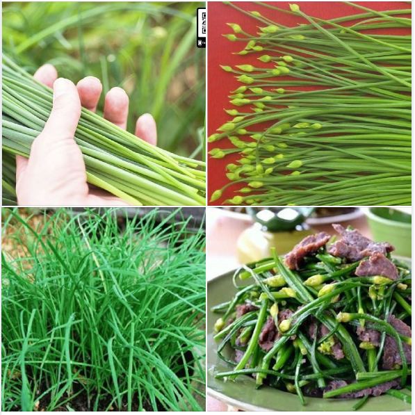 Hạt giống Rau Hẹ Ta Ăn Lá - 50 hạt/gói