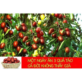 Táo đỏ Tân Cương (Hồng Táo)
