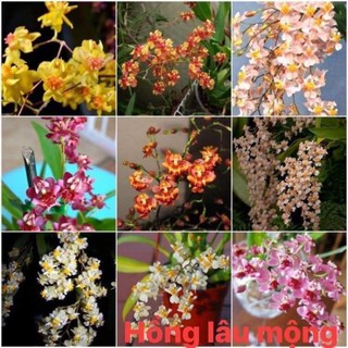 [Hàng nụ]  Cây hoa lan Vũ nữ Hồng Lâu Mộng trắng nụ