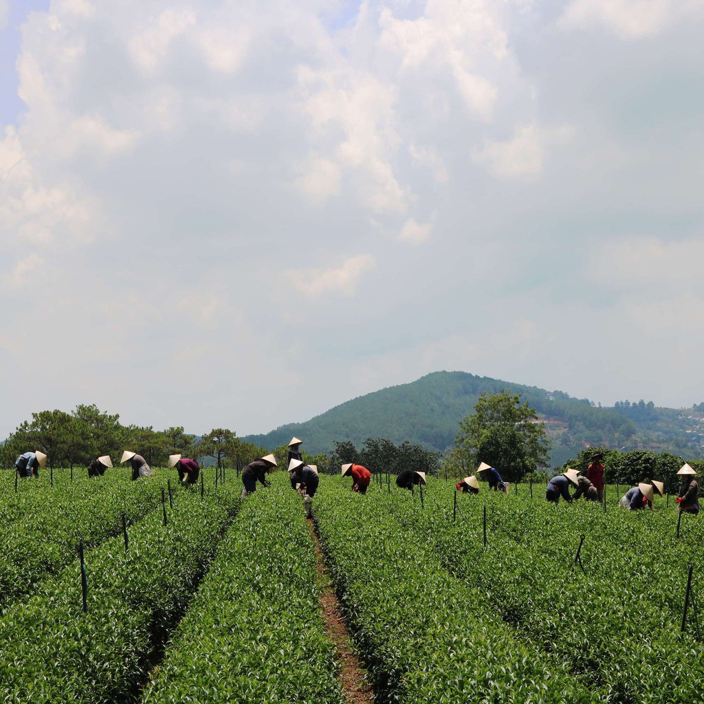 Trà Lài Cầu Đất Dalat Farm - Túi 150Gr