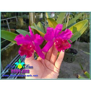 Lan Cattleya Hàn Mặc Tử