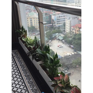 Chậu trồng cây composite full màu + size