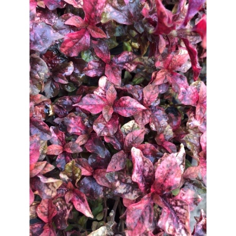 Cây Alternanthera Ruby lá đỏ