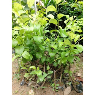 Giống Cây Táo Đại thái lan ( cây ghép siêu trái )