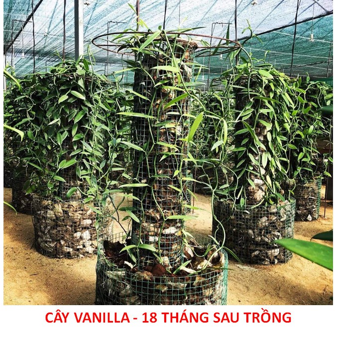 Cây Giống Vanilla - Lan Vani (Lô: 1 Cây)