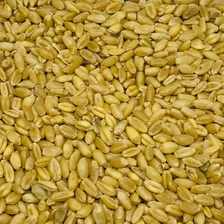 LÚA MÌ - GÓI 1KG