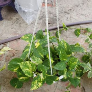 Trầu bà Đốm Vàng (chậu treo)