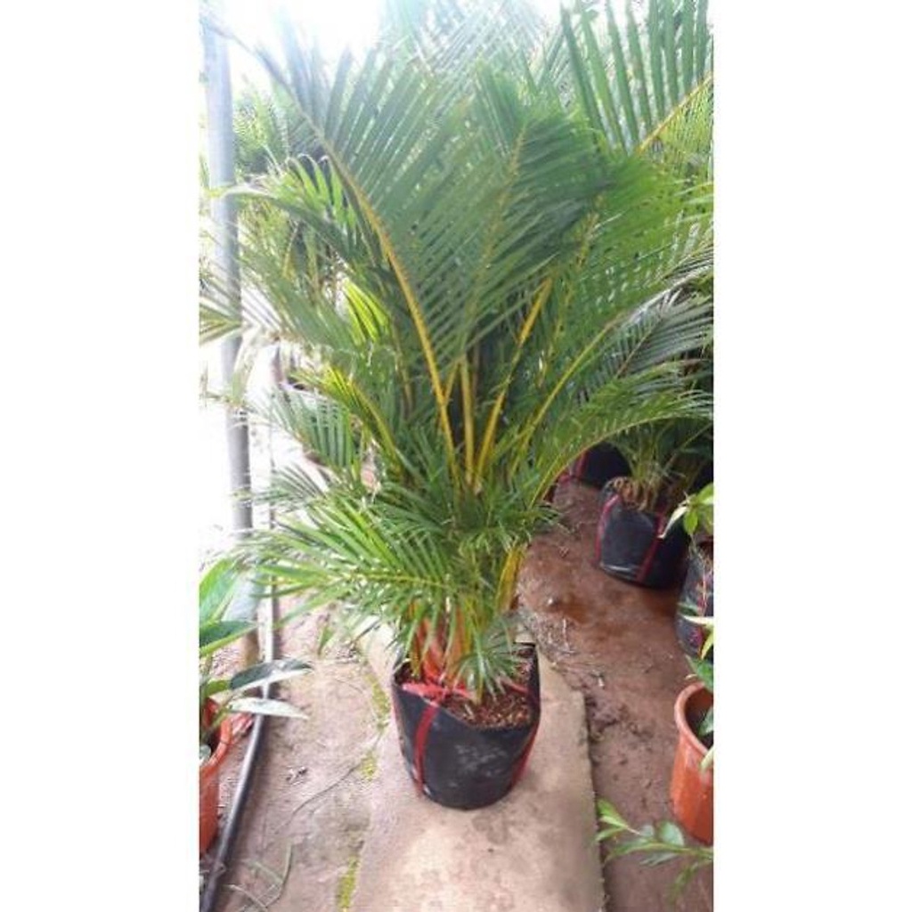 Cây Cau Lụa đẹp_ ẢNH THẬT-cao 1M2