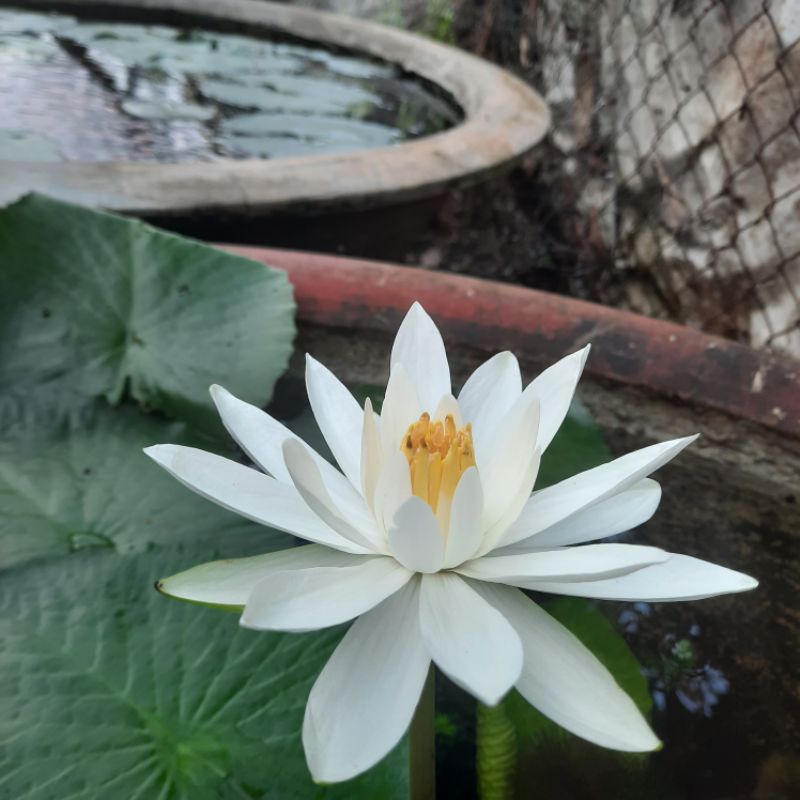 Hoa Súng Mĩ Màu Đỏ.trắng