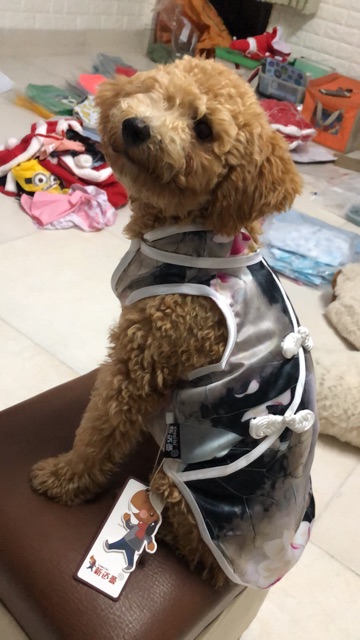 ÁO CỔ TRANG DÀNH CHO THÚ CƯNG PHONG CÁCH SỪNG XÁM