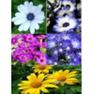 Hạt giống Cúc Hạnh Phúc, hoa dã quỳ tỷ lệ nảy mầm cao