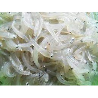 cá cơm mờm khô loại 1