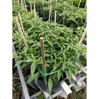 Cây 🌲 Chậu ớt hiểm ( siêu cay)