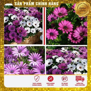 Bộ gói hạt giống cúc châu phi mix