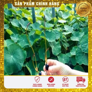 Hạt Giống Sen Mini Nhật LUCKY SEEDS (5 hạt)