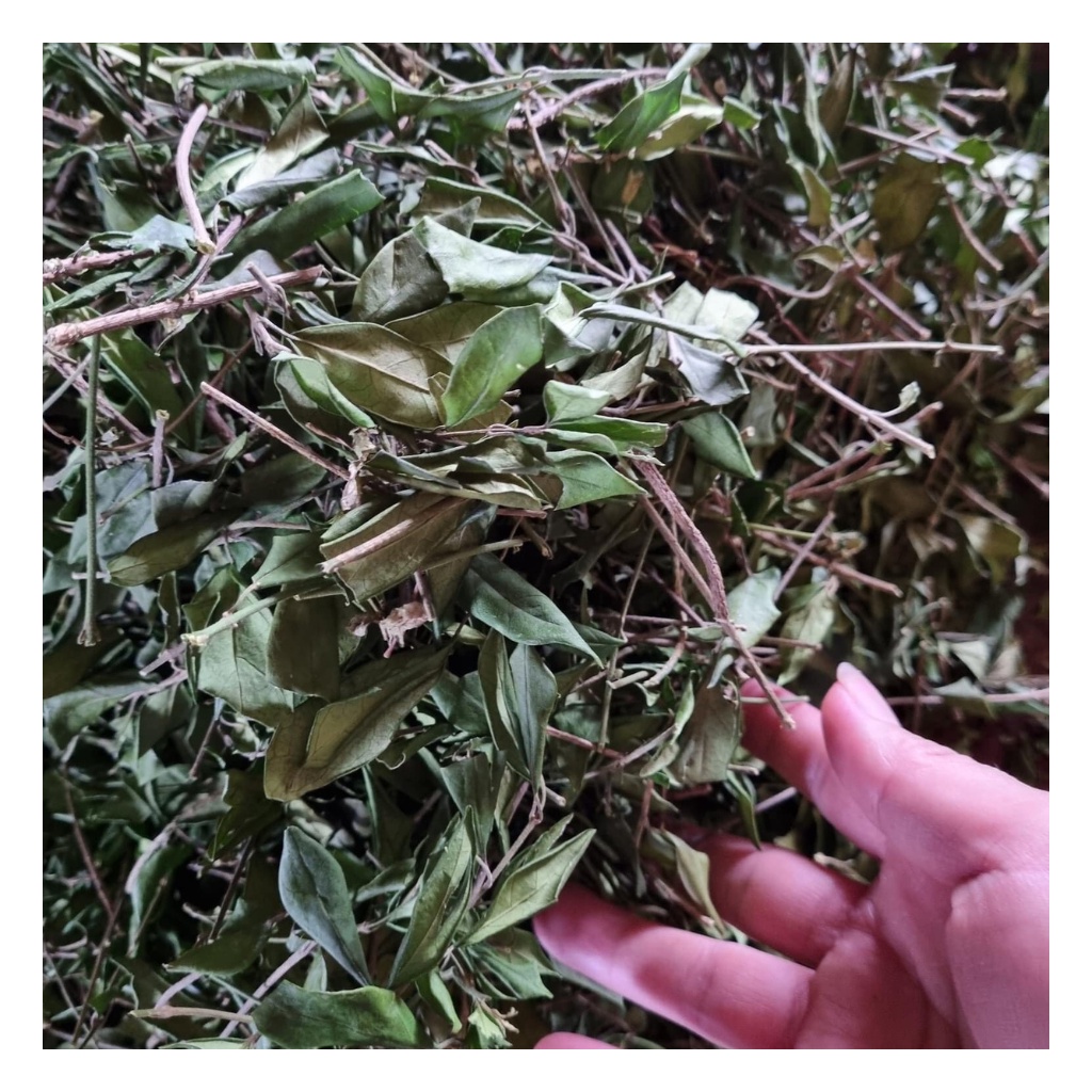 Dây Thìa Canh Loại 1 Hàng Mới Chất Lượng Hỗ Trợ Người Tiểu Đường Túi 1Kg | BigBuy360 - bigbuy360.vn