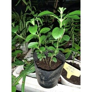 Cây Cỏ Ngọt - Stevia
