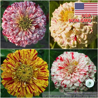 500.HẠT Hạt Giống Hoa Cúc Lá Nhám CandyStripe (| -KD: B41*V73)