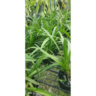 Lan kiếm mix màu