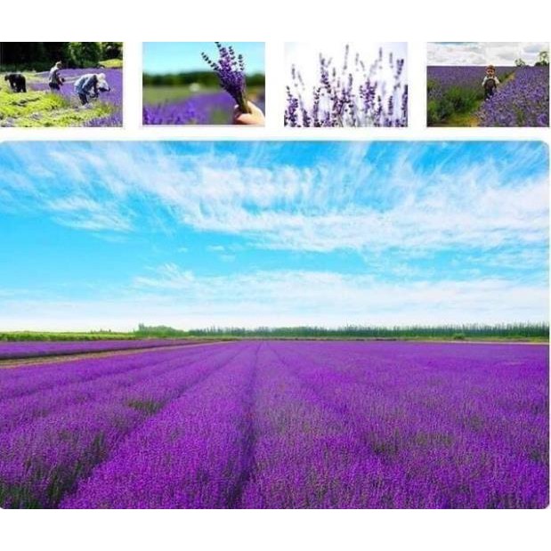 Túi thơm LAVENDER sấy khô siêu thơm