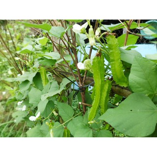 Hạt giống Đậu rồng (Đậu Khế)
