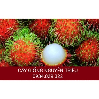 CÂY GIỐNG CHÔM CHÔM THÁI