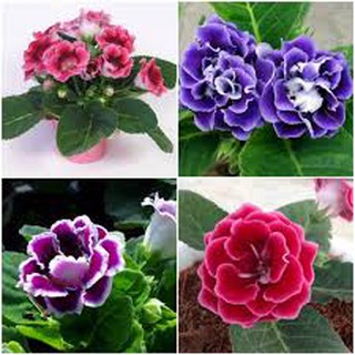 Hạt giống hoa tử la lan 50 hạt