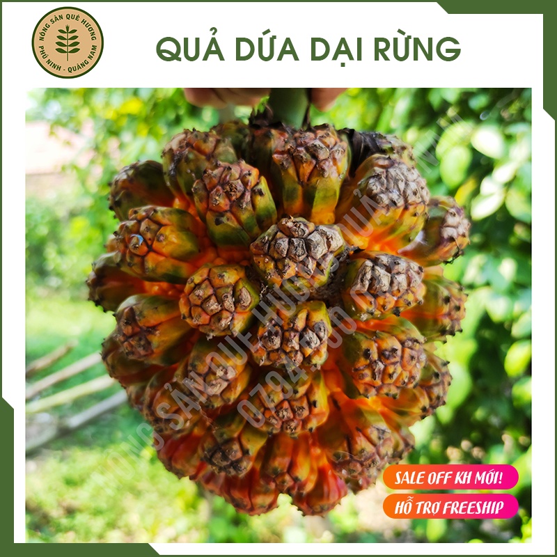 1KG QUẢ DỨA DẠI TƯƠI hỗ trợ sỏi thận, sơ gan, nguyên chất tự nhiên 100%