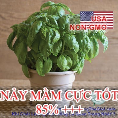 400h Hạt Giống Rau Thơm Húng Tây Basil Ý Genovese (B3.501| C25*W43)