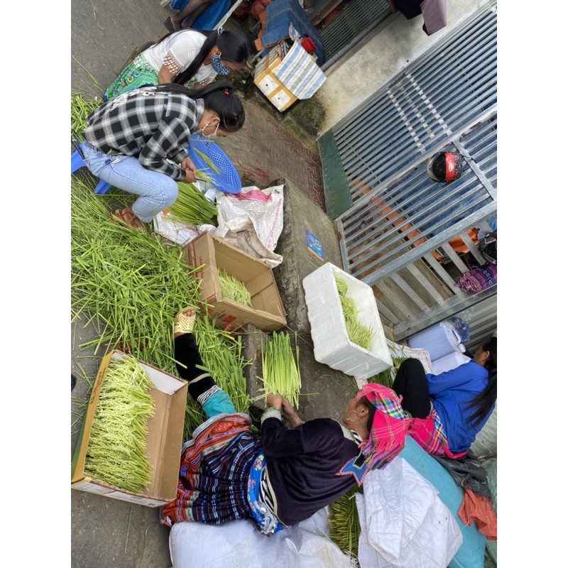 1kg Đòng đòng lúa nếp Kim Sơn Ninh Bình - HÀNG ĐẢM BẢO CHẤT LƯỢNG 100% - DƯỢC LIỆU HÀ HOÀNG