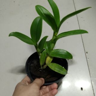 Denro đột biến Thongchai gold 3