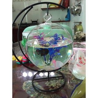 [ Tặng kèm phụ kiện ] Bể Cá Mini Cung Trăng 20