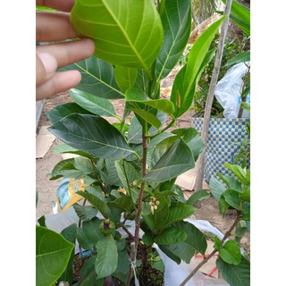Cây mít ruột đỏ cây to