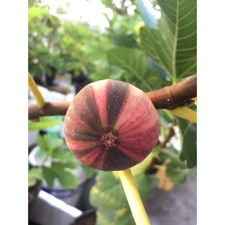 Cây sung mỹ trái vằn coconut_toroto_dl