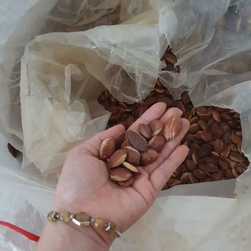 Hạt Rừng Konia Đặc sản Tây Nguyên  hạt đẹp nhặt kỹ 1kg