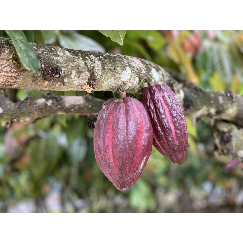 Thức uống sô cô la - Bột socola sữa CacaoMi thơm vị cacao chuyên pha chế trà sữa, milo dầm, làm bánh, HORECA hũ lớn 500g