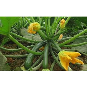 Hạt Giống Bí Ngòi Xanh F1 Loại Siêu Dễ Trồng, Dễ Chăm Sóc Tặng kèm Hướng Dẫn Trồng