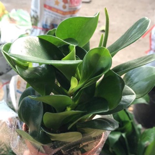 Cây trường sinh để bàn