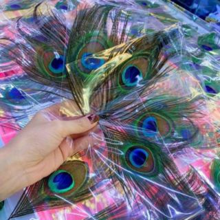 Lá Lông Công Phong Thủy🦚🦚